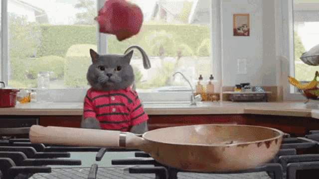 Cooking Cat